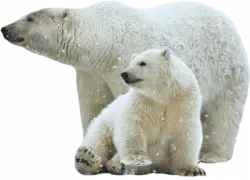 two polar bear relaxing