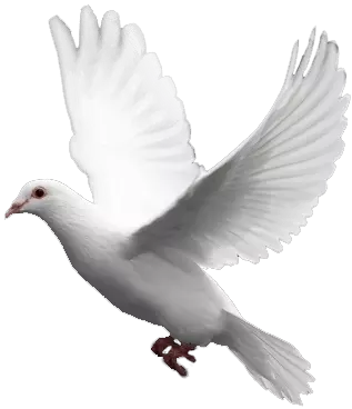 white cute pegion flying leftwards