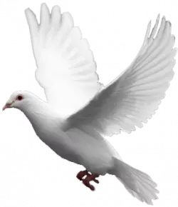 white cute pegion flying leftwards