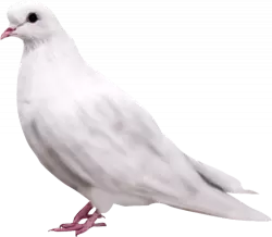 white cute pegion simply standing