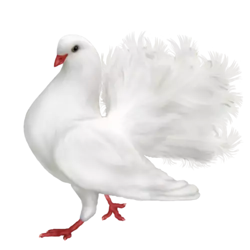 white dove vector clipart png