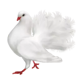 white dove vector clipart png