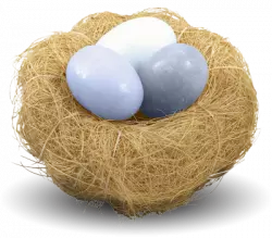 white eggs in brown nest
