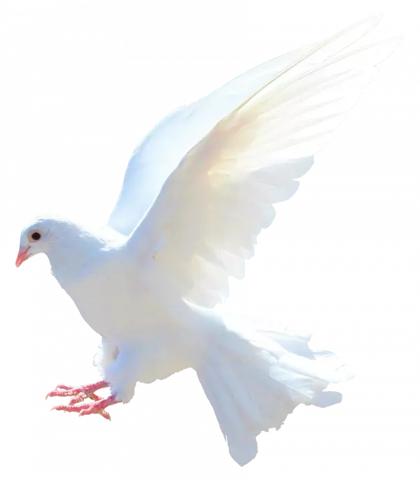 white peace pegion free transparent
