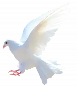 white peace pegion free transparent