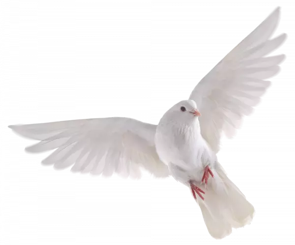 white pegion flying and look downwards