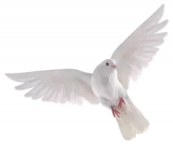 white pegion flying and look downwards