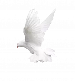 white pegion flying wings opened