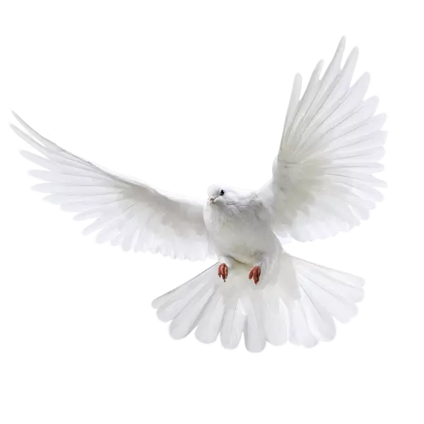 white pegion flyting with beautiful wings