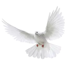 white pegion flyting with beautiful wings