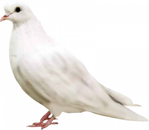white pegion free clipart