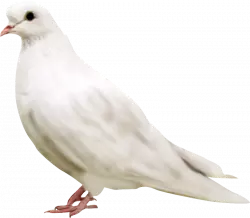 white pegion free clipart