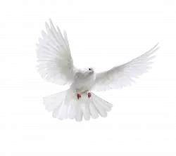 white pegion wings widely opened to right