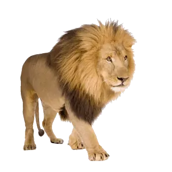 wild hairy lion standing