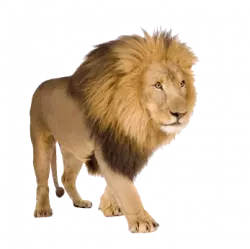 wild hairy lion standing