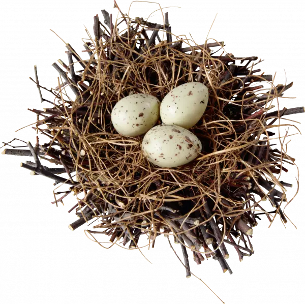 wood nest with eggs topview