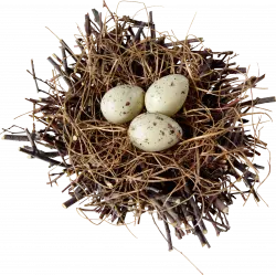 wood nest with eggs topview
