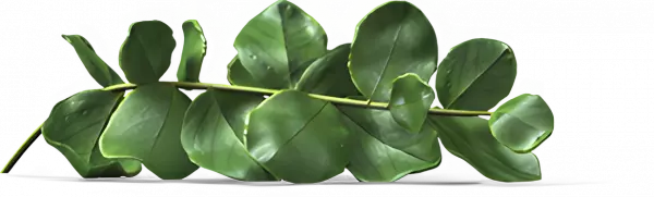 green leaf full branch leaf