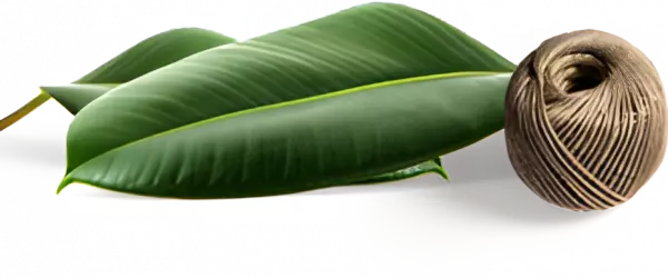 green leaf with brown root