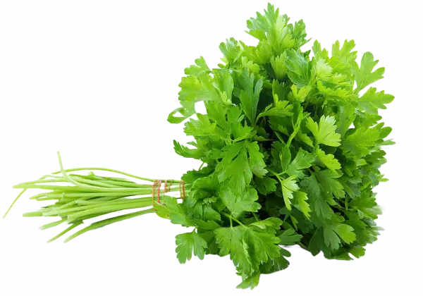 parsley, green leaf, celery vegetable parsley coriander herb, vegetable, leaf vegetable
