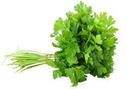 parsley, green leaf, celery vegetable parsley coriander herb, vegetable, leaf vegetable