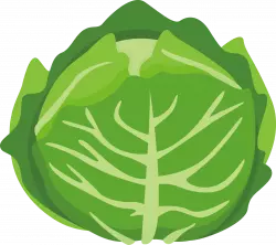 cabbage leaf vegetable illustration, cabbage drawing, green leaf cabbage