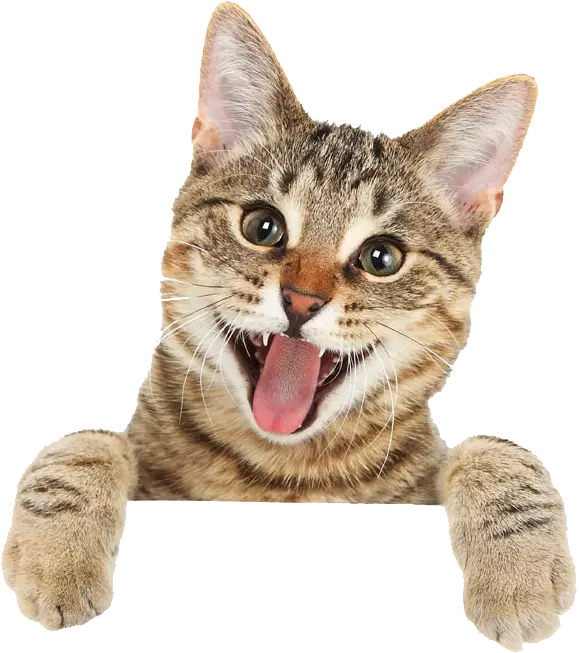 Cat illustration, Bengal cat british shorthair turkish angora kitten, cat tongue, cat like mammal, carnivoran png