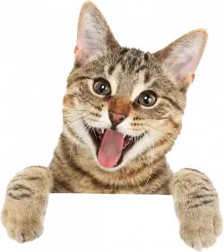 Cat illustration, Bengal cat british shorthair turkish angora kitten, cat tongue, cat like mammal, carnivoran png