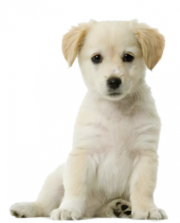 Close-up graphy yellow Labrador retriever  puppy sitting, Labrador Retriever Siberian Husky Pug  Puppy Cat, puppy