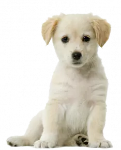 Close-up graphy yellow Labrador retriever  puppy sitting, Labrador Retriever Siberian Husky Pug  Puppy Cat, puppy