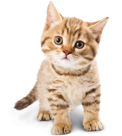 cute cat kitten, adorable golden cat, adorable mammal, cat like mammal free png