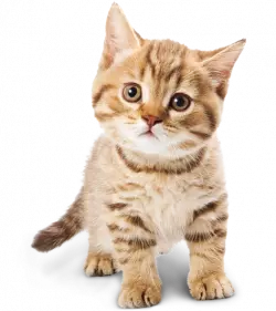 cute cat kitten, adorable golden cat, adorable mammal, cat like mammal free png