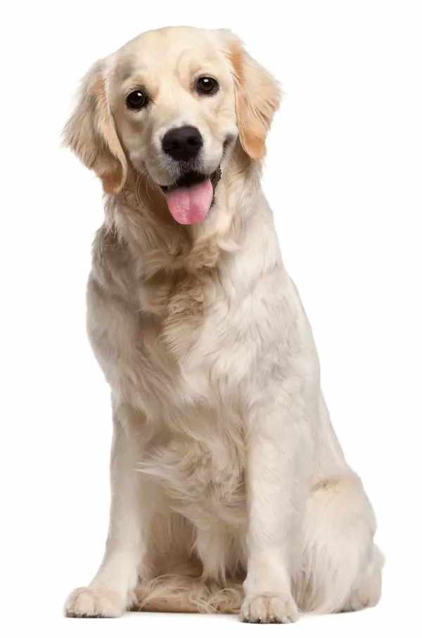 Dog grooming puppy pet, White dog, adult yellow Labrador retriever, white, animals png