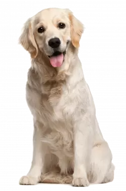 Dog grooming puppy pet, White dog, adult yellow Labrador retriever, white, animals png