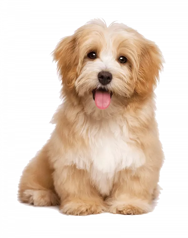 havanese pet dog sitting shitsu puppy, adorable shitsu pet dog, animals, carnivoran, shitsu dog png