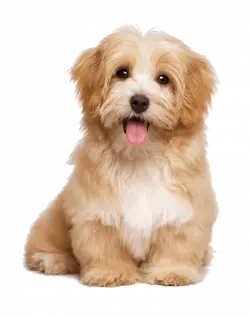havanese pet dog sitting shitsu puppy, adorable shitsu pet dog, animals, carnivoran, shitsu dog png