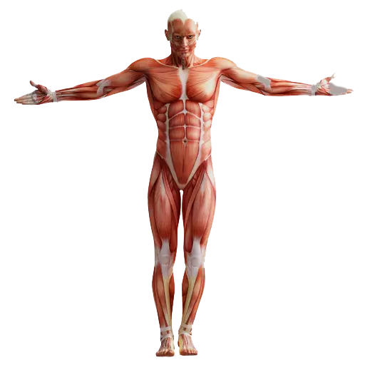 Human anatomy Muscular system Homo sapiens, physical fitness, human free png