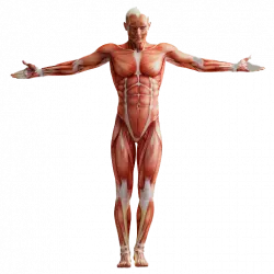 Human anatomy Muscular system Homo sapiens, physical fitness, human free png