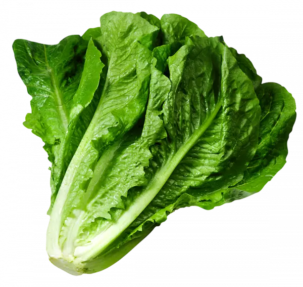 lettuce leaf green vegetable leaf, vegetable salad, green leaf, lettuce free