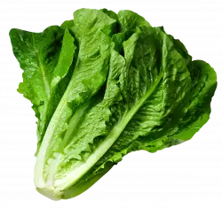 lettuce leaf green vegetable leaf, vegetable salad, green leaf, lettuce free
