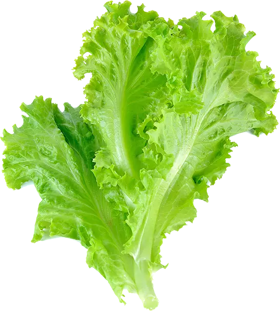 lettuce leaf vegetable salad , vegetable, leaf vegetable, romain lettuce, lettuce free png
