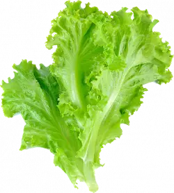 lettuce leaf vegetable salad , vegetable, leaf vegetable, romain lettuce, lettuce free png