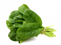 spinach leaf vegetable, leaf vegetables, green leaf vegetable, spinach leaf free png