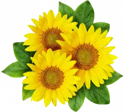 sunflower png,  sunflower yellow flower, sunflower seed, flower png free