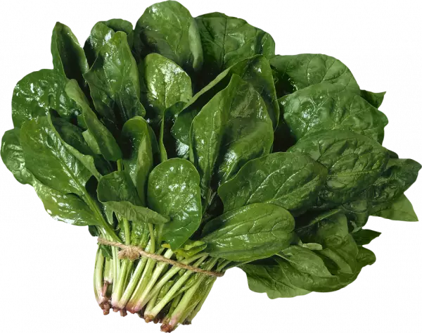 vegetarian cuisine leaf vegetable spinach salad, spinach, food, leaf vegetable free png