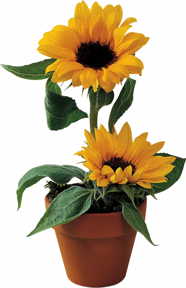 yellow sunflower, sunflower flowerpot, flower sunflower, sunny, flower, sunflower seed png