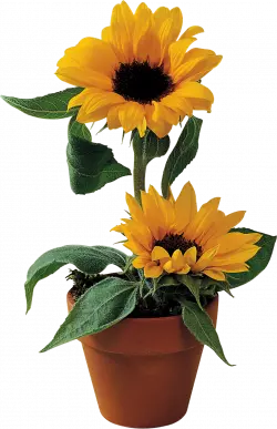 yellow sunflower, sunflower flowerpot, flower sunflower, sunny, flower, sunflower seed png