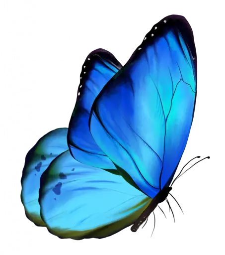blue butterfly with cyan and teal color combo transparent png