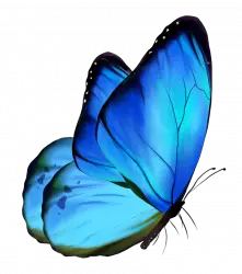 blue butterfly with cyan and teal color combo transparent png