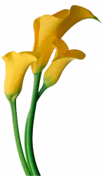easter yellow flower transparent png